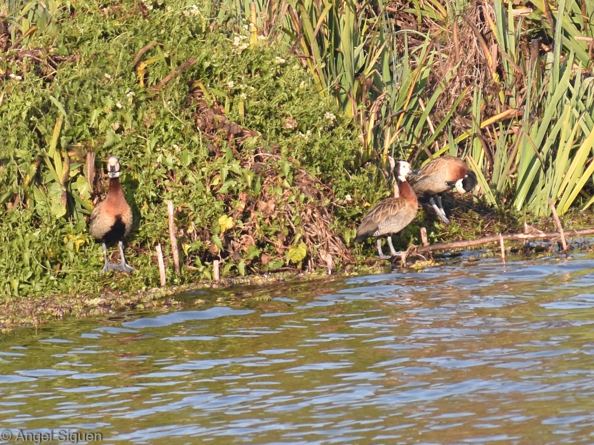 White-faced Whistling-Duck - ANGEL SIGUEN