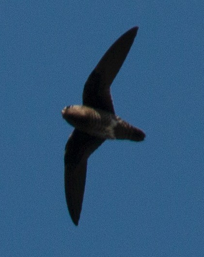 Spot-fronted Swift - ML621960175