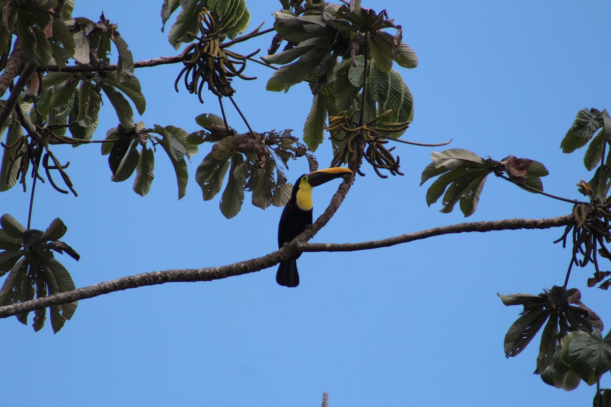 Yellow-throated Toucan - ML621960184