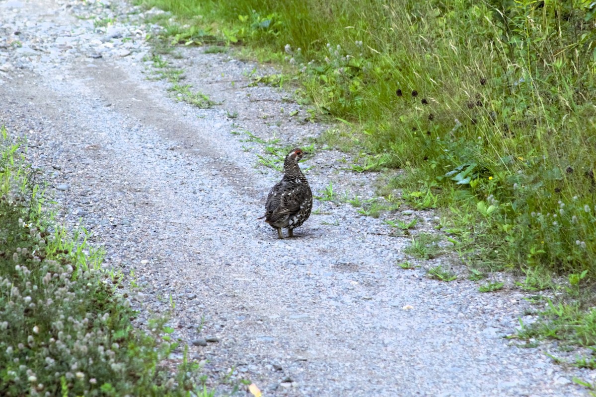 Spruce Grouse - ML621960198