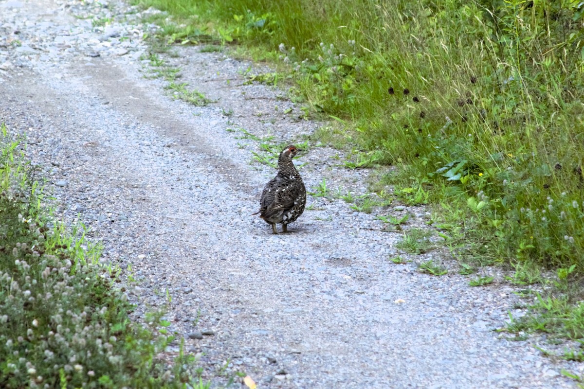 Spruce Grouse - ML621960198