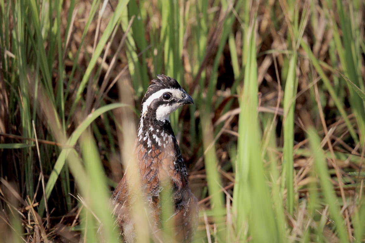 Northern Bobwhite (Eastern) - ML621960217