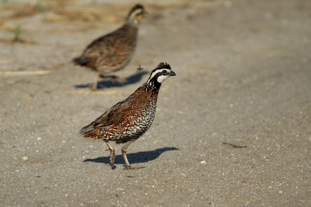 Northern Bobwhite (Eastern) - ML621960219