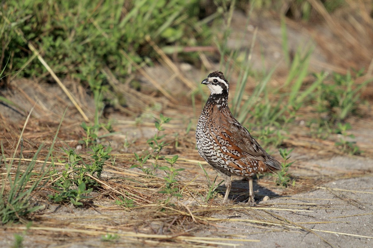 Northern Bobwhite (Eastern) - ML621960220