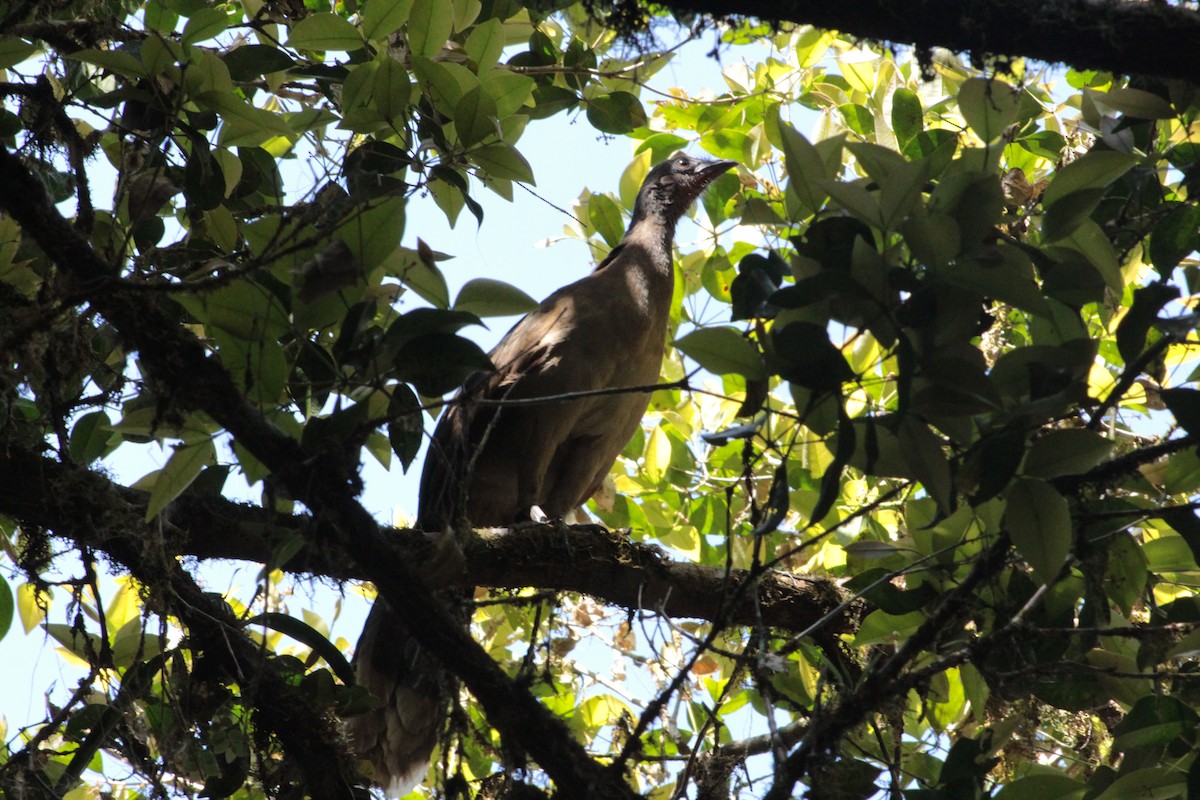 Gray-headed Chachalaca - ML621960236