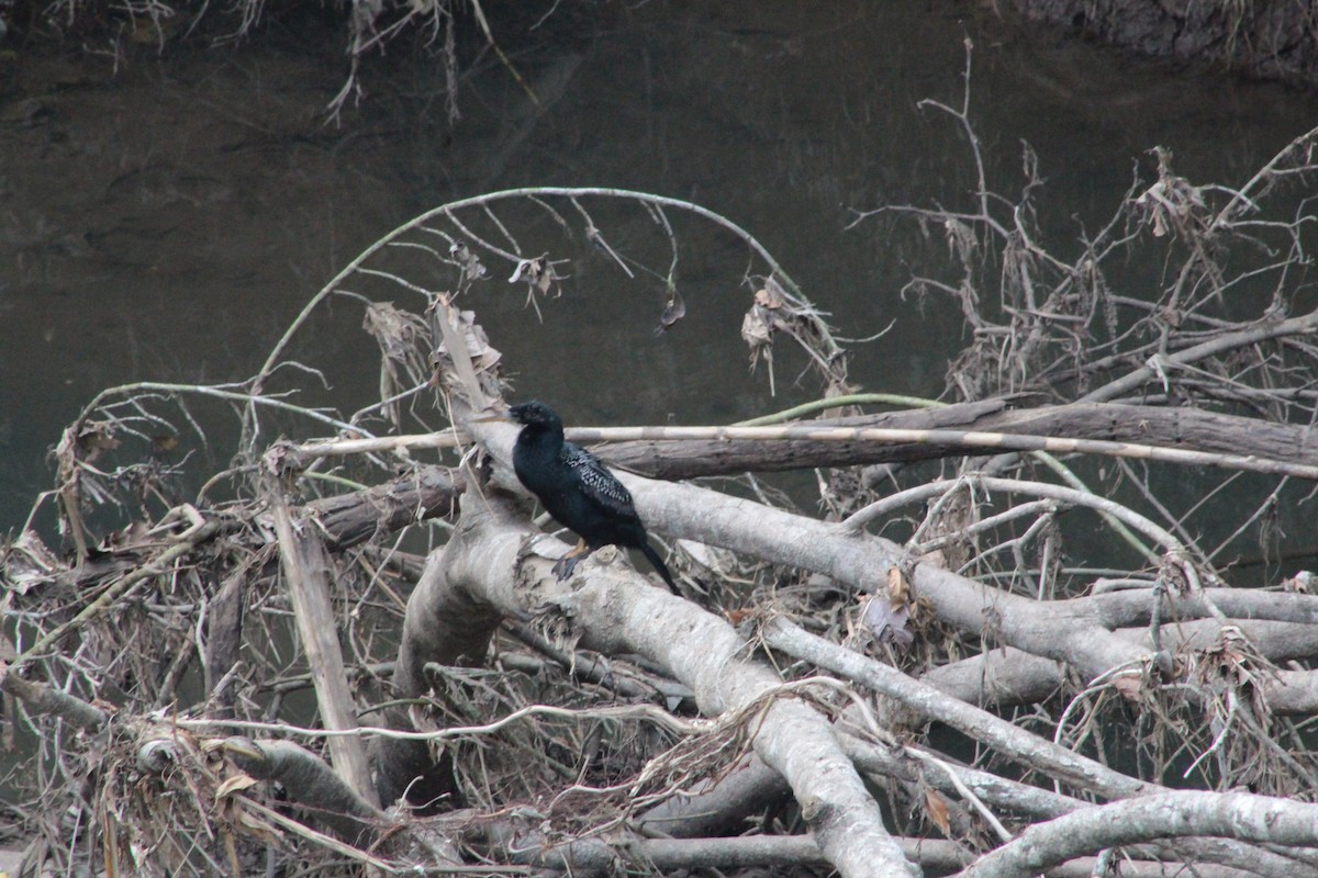 anhinga americká - ML621960276