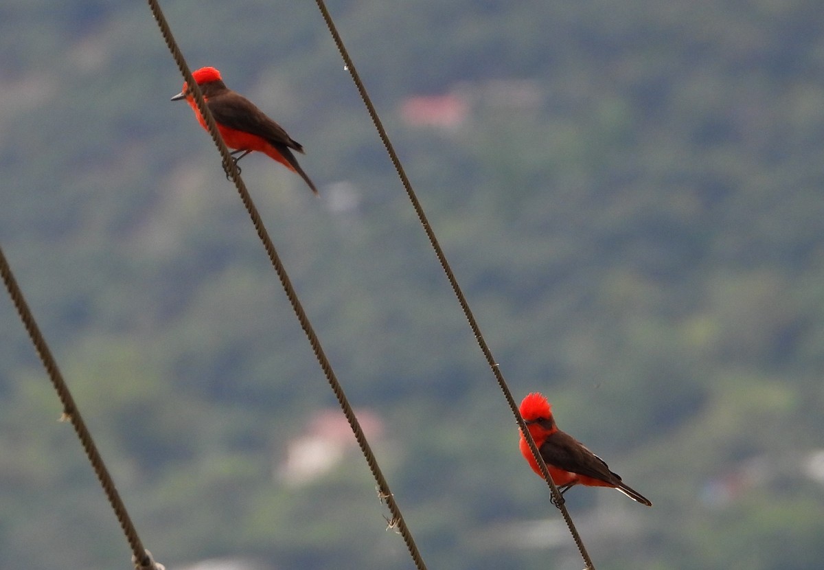 Vermilion Flycatcher (obscurus Group) - ML621960297