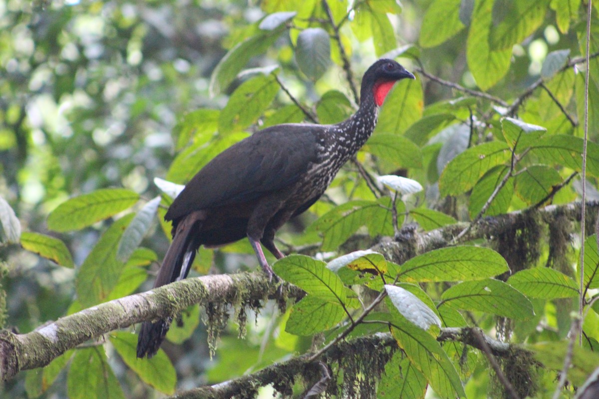 Crested Guan - ML621960308
