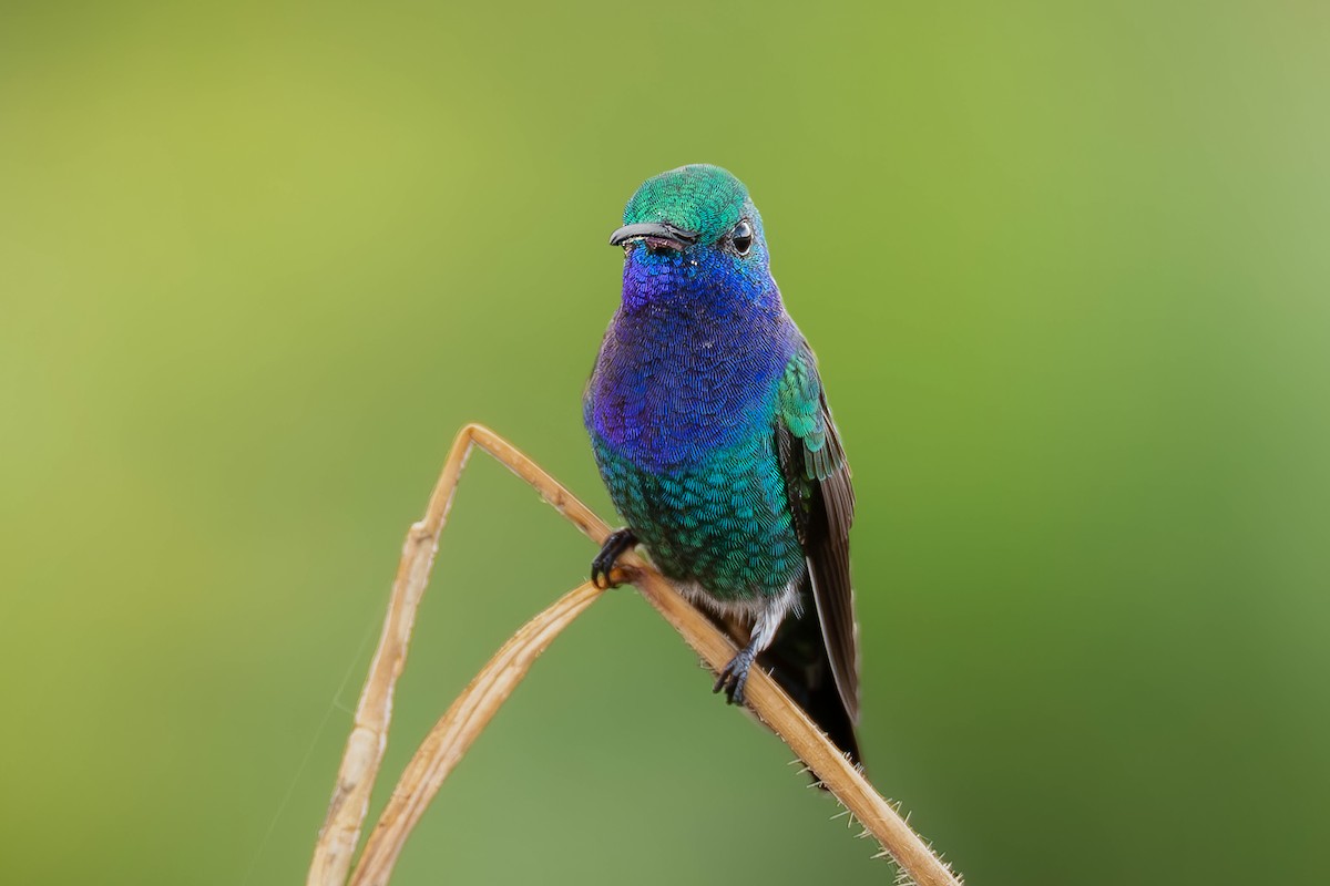 Sapphire-throated Hummingbird - ML621960382