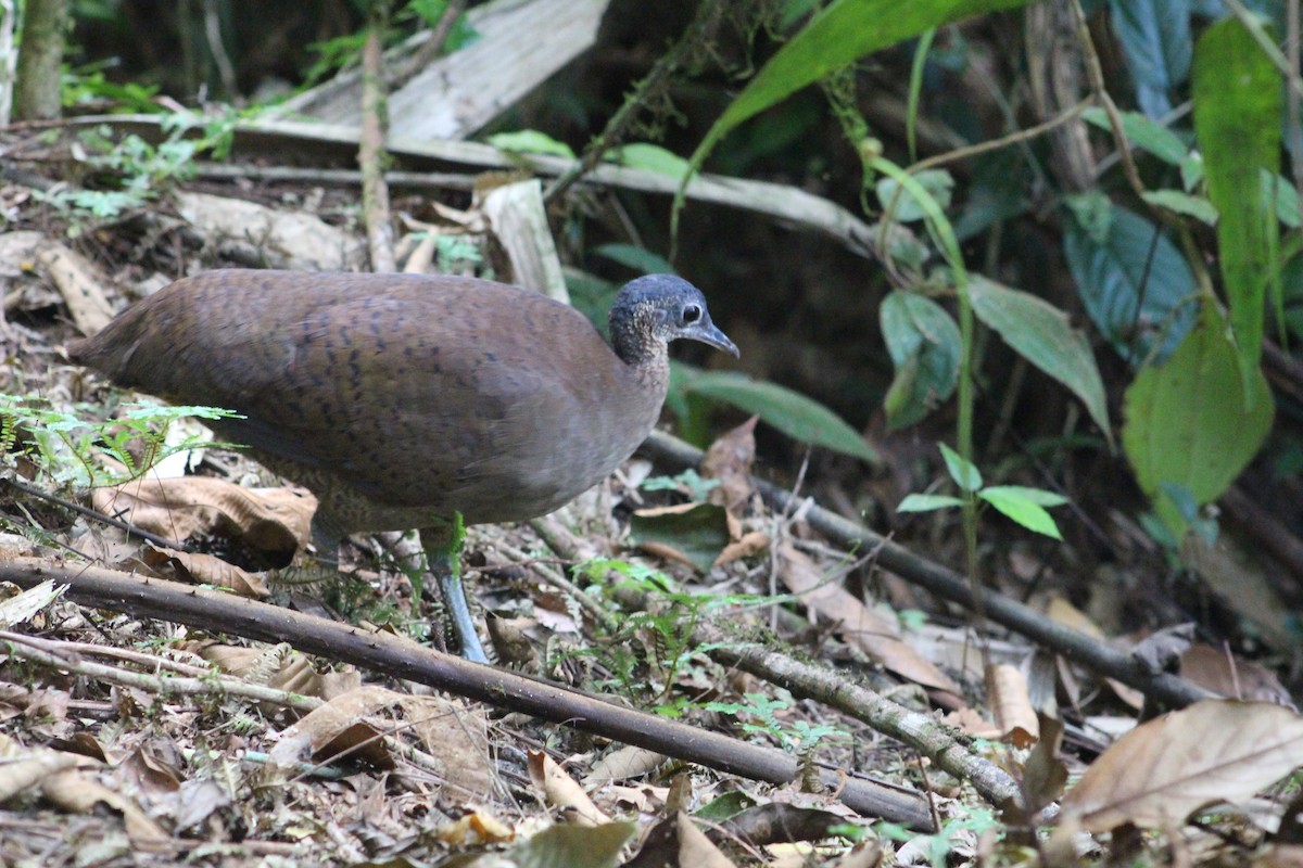 Great Tinamou - ML621960413