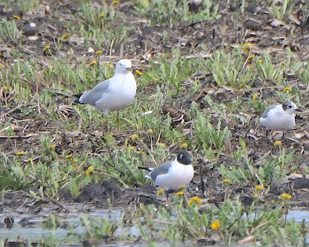 Ring-billed Gull - ML621960436