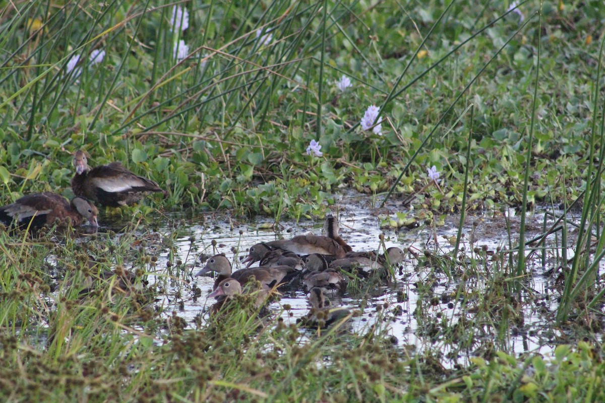 Black-bellied Whistling-Duck - ML621960442