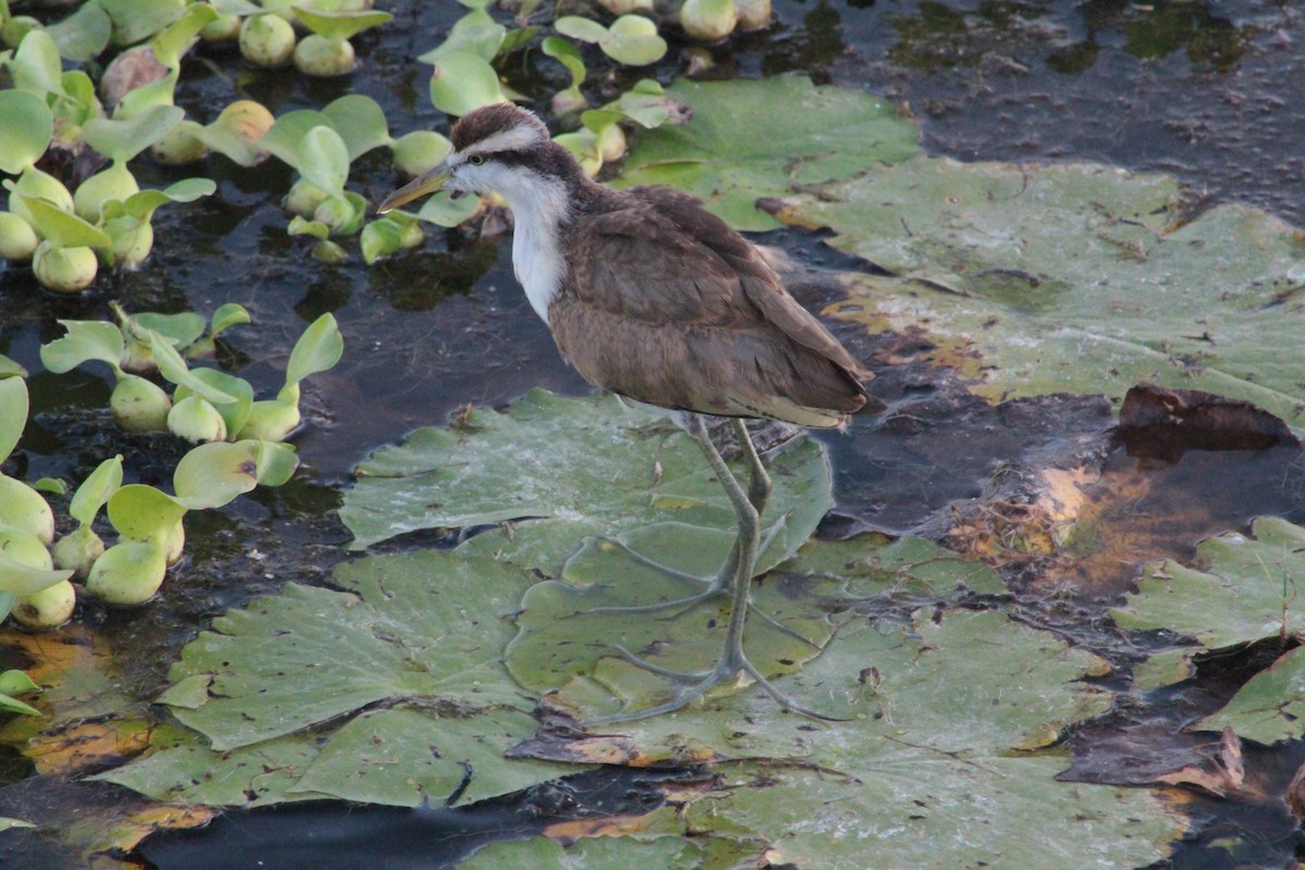 Northern Jacana - ML621960458