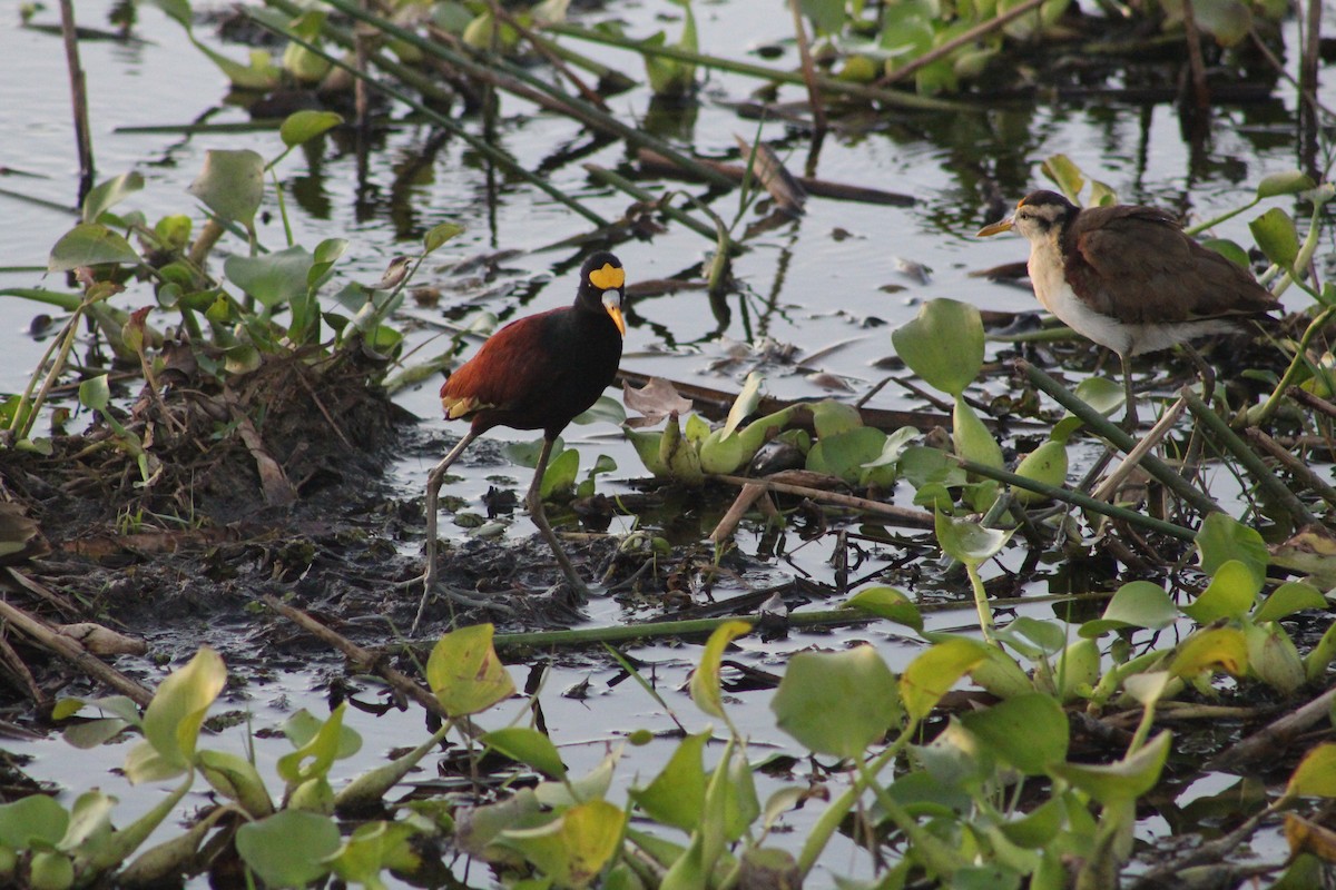 Northern Jacana - ML621960459