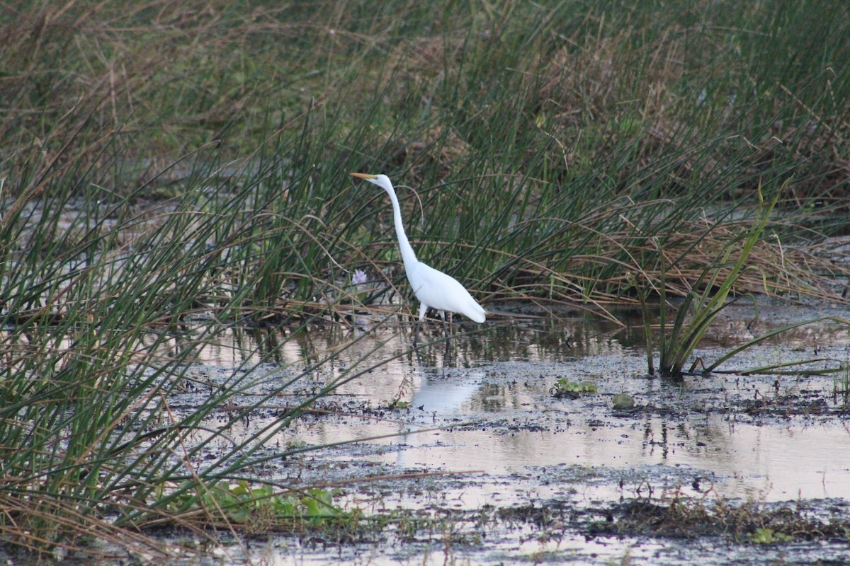 Great Egret - ML621960470