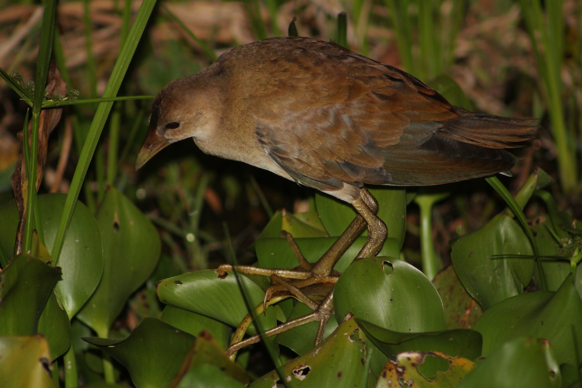 Purple Gallinule - ML621960478