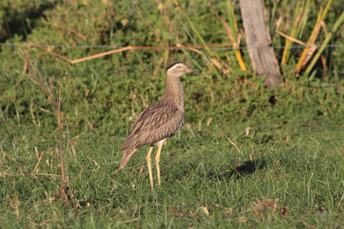 Double-striped Thick-knee - ML621960528