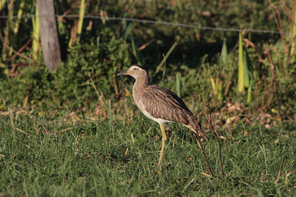 Double-striped Thick-knee - ML621960538