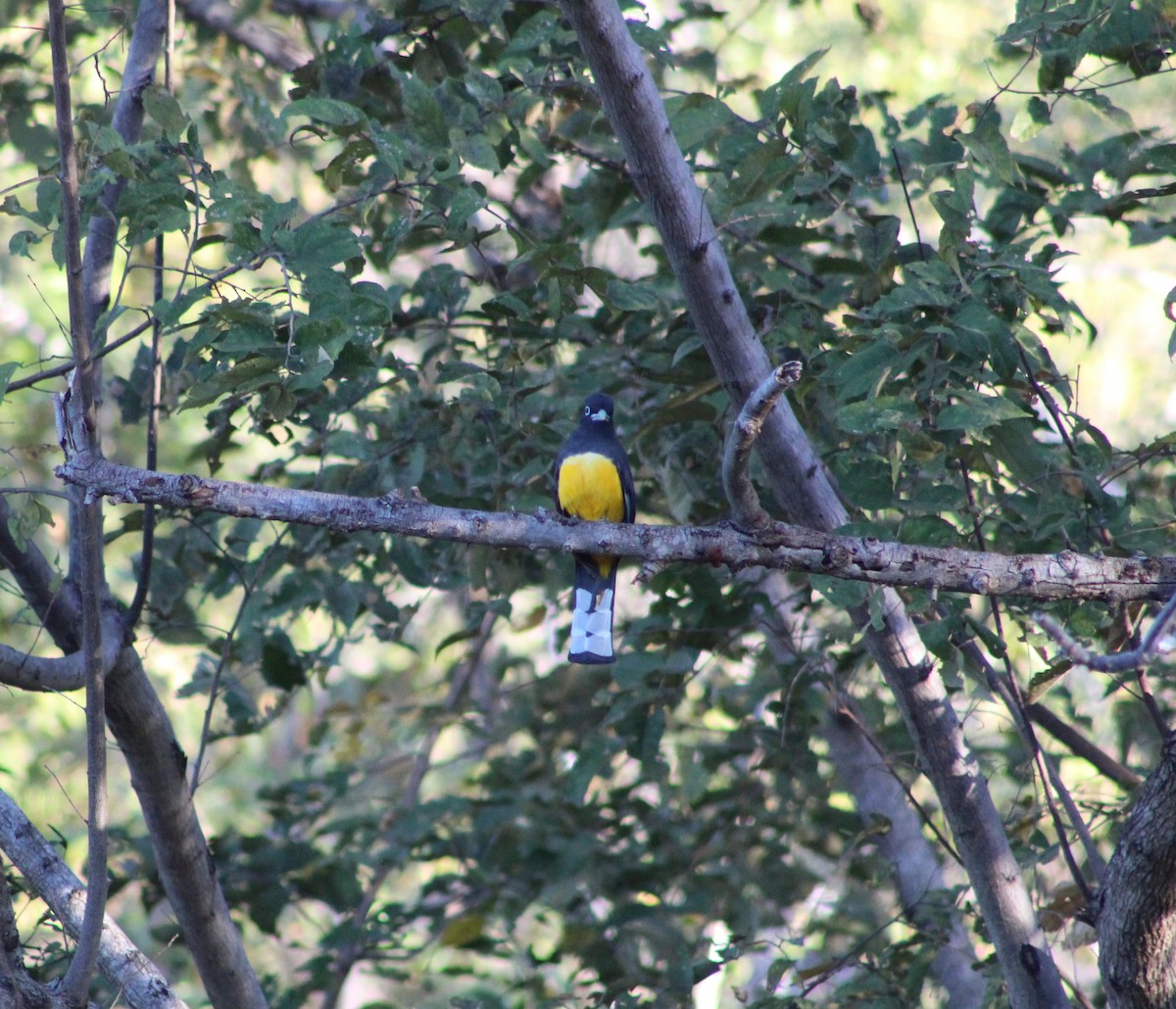 Black-headed Trogon - ML621960650