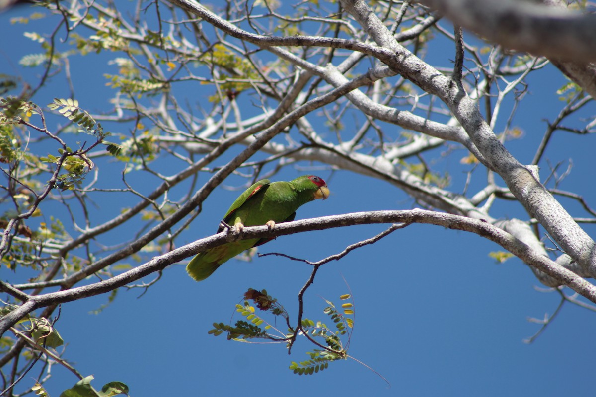 White-fronted Amazon - ML621960806