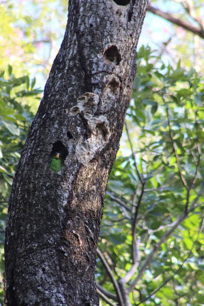 White-fronted Amazon - ML621960816
