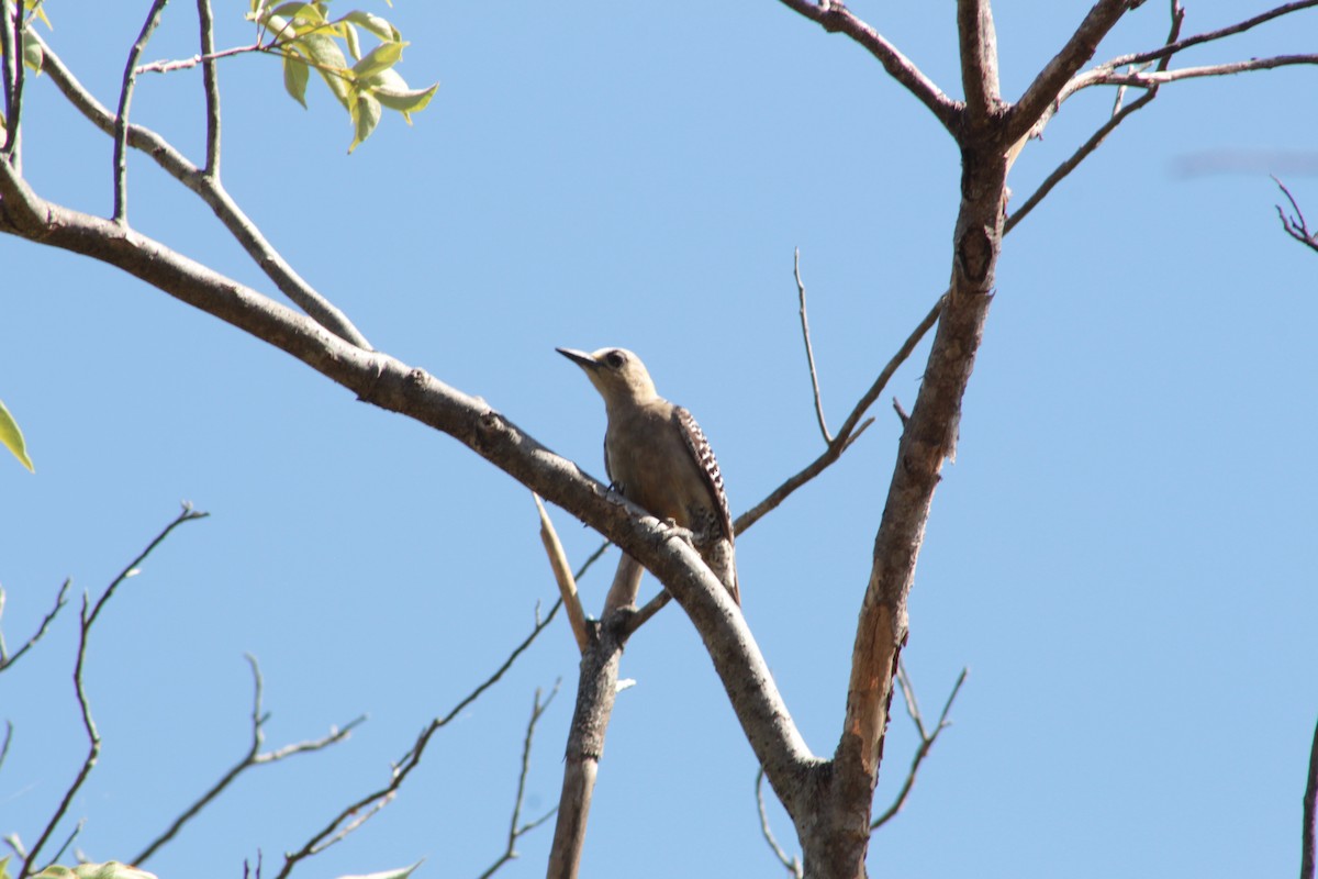 Hoffmann's Woodpecker - ML621960851