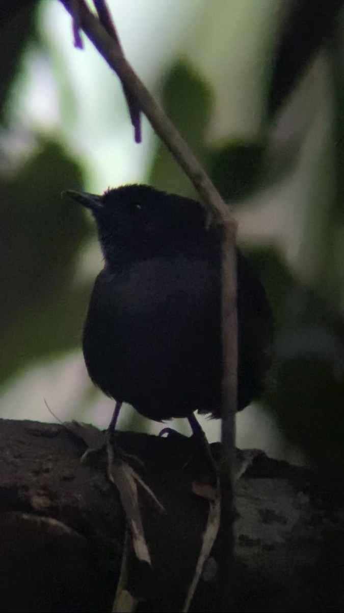Stiles's Tapaculo - ML621960869