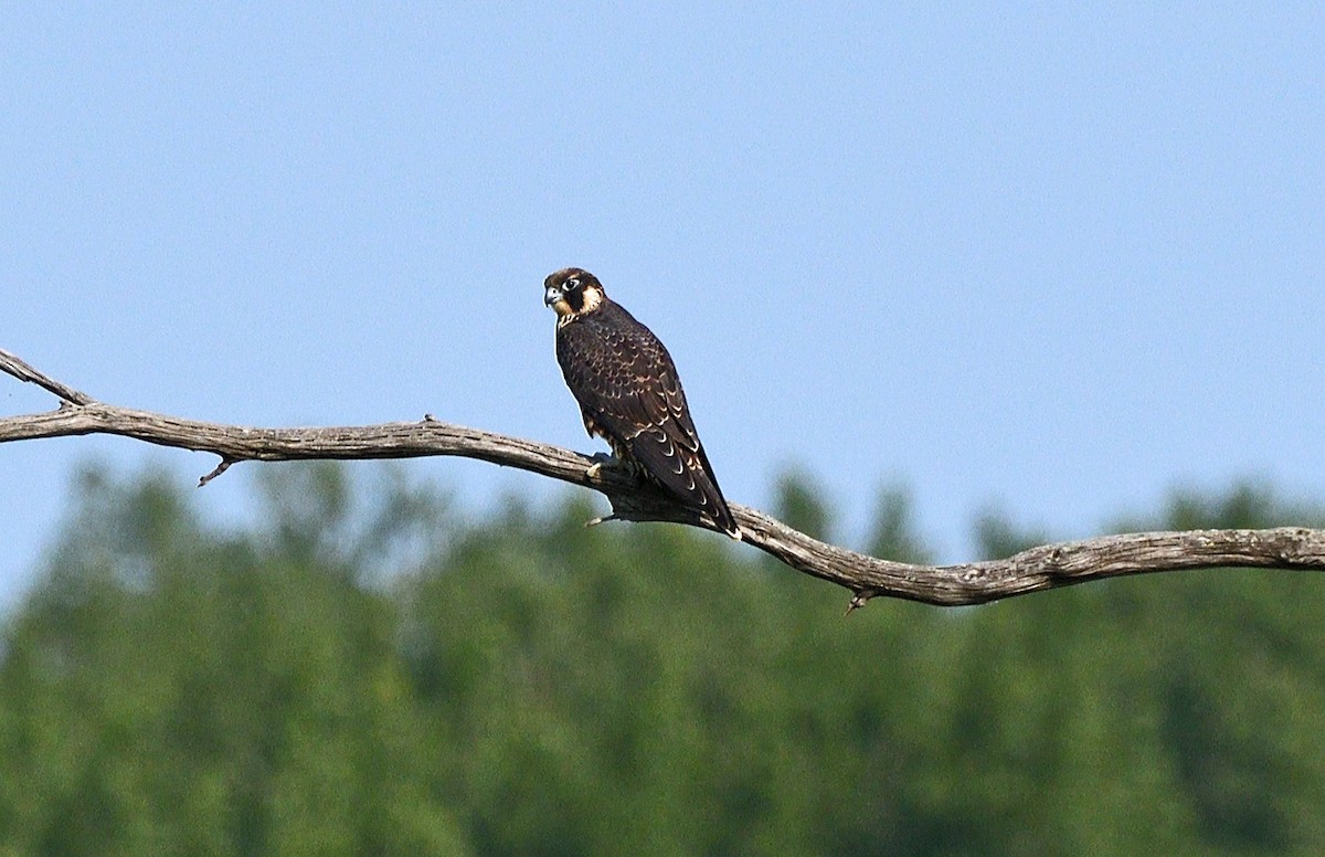 Halcón Peregrino - ML621960960