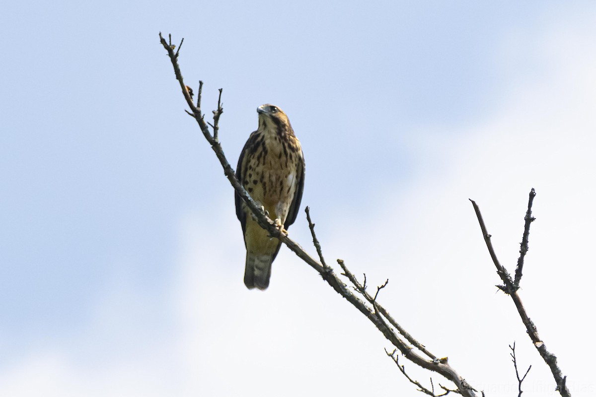 Broad-winged Hawk - ML621960964