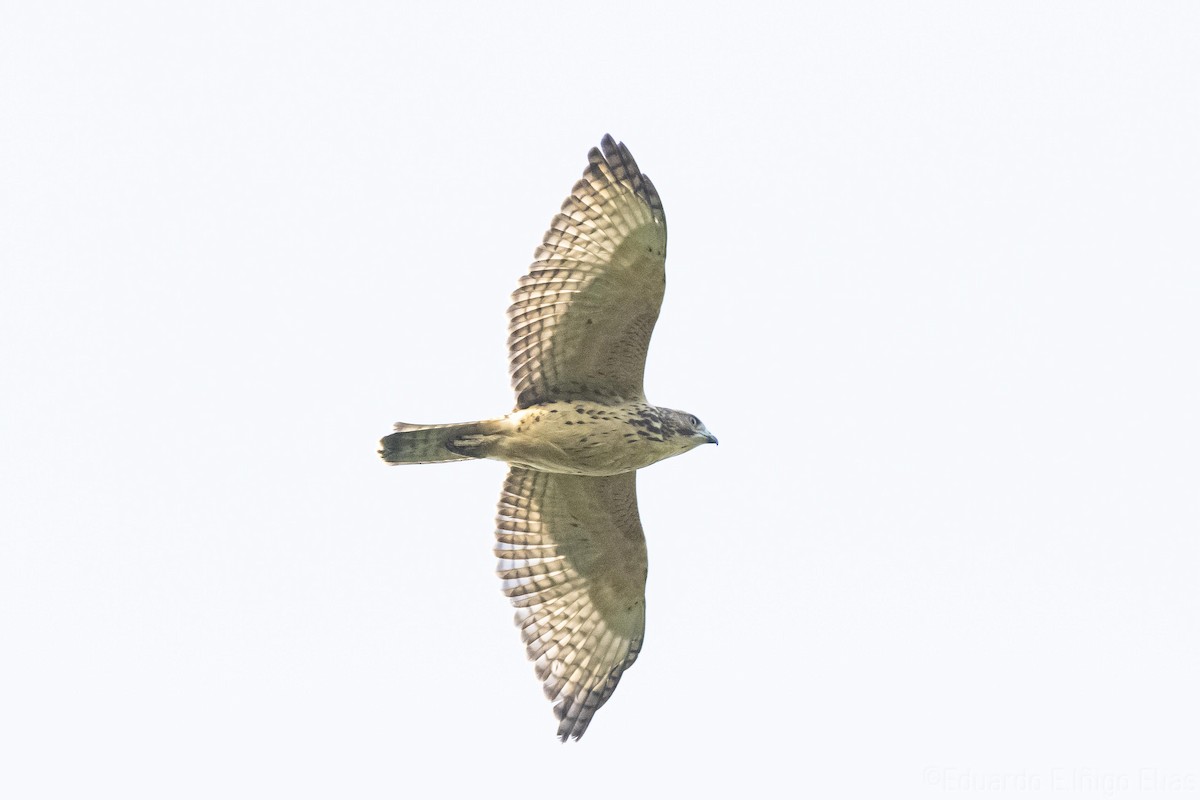 Broad-winged Hawk - ML621960965