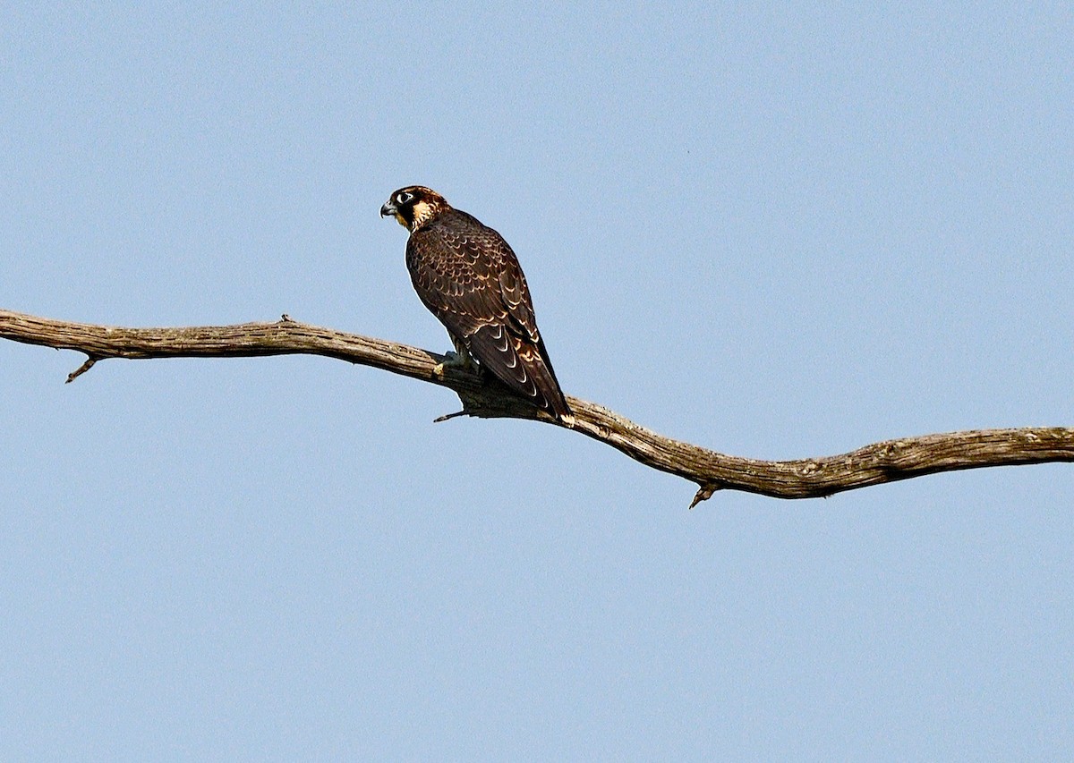 Halcón Peregrino - ML621960974