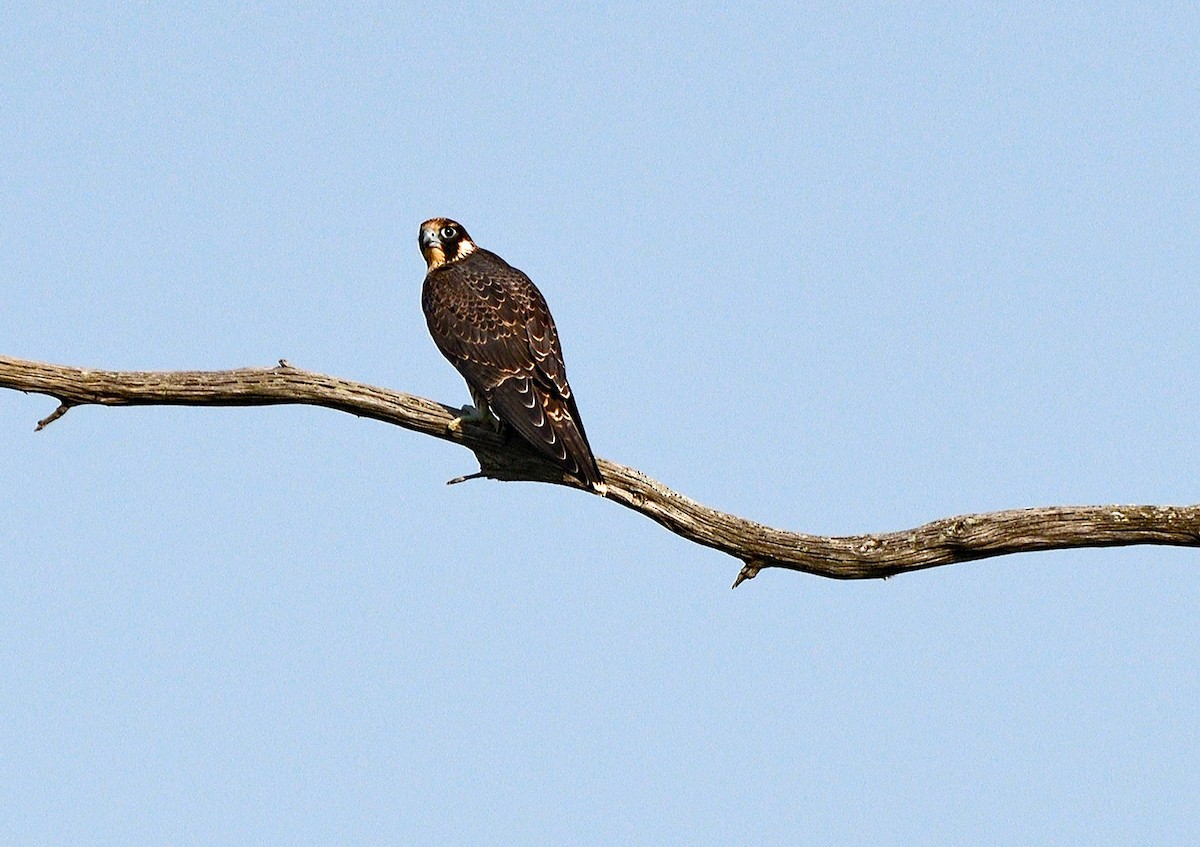 Halcón Peregrino - ML621960975