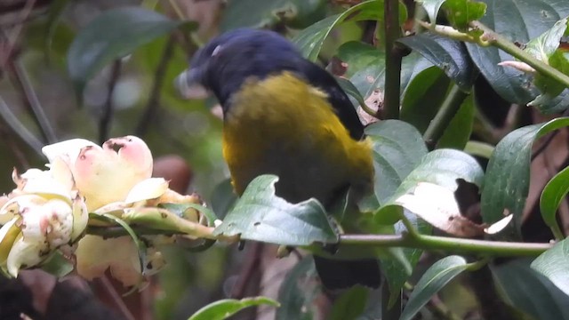 Black-and-yellow Silky-flycatcher - ML621960981