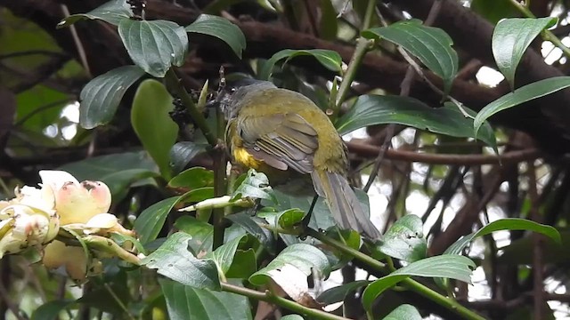 Black-and-yellow Silky-flycatcher - ML621960982