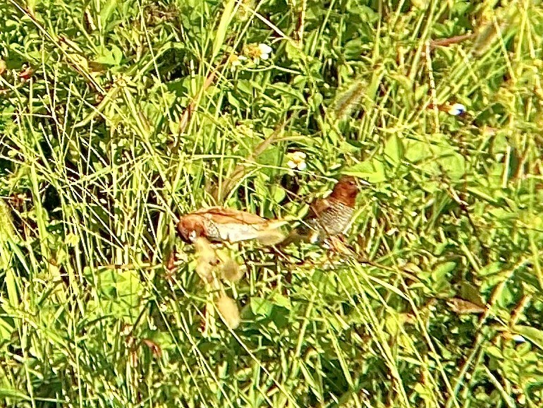 Scaly-breasted Munia - ML621961001