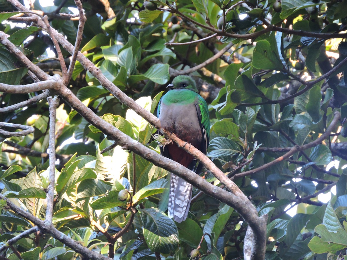 Resplendent Quetzal - ML621961048