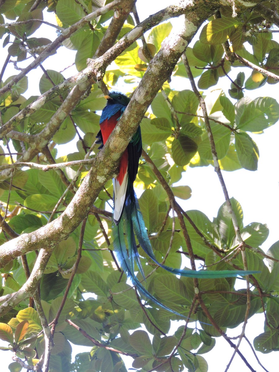 Resplendent Quetzal - ML621961077