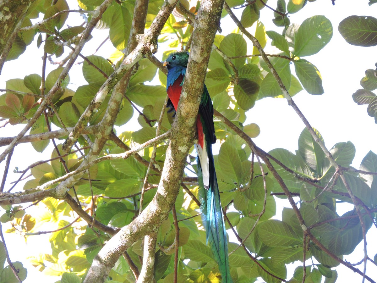 Resplendent Quetzal - ML621961078