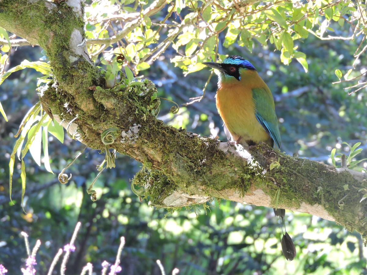 Lesson's Motmot - ML621961161