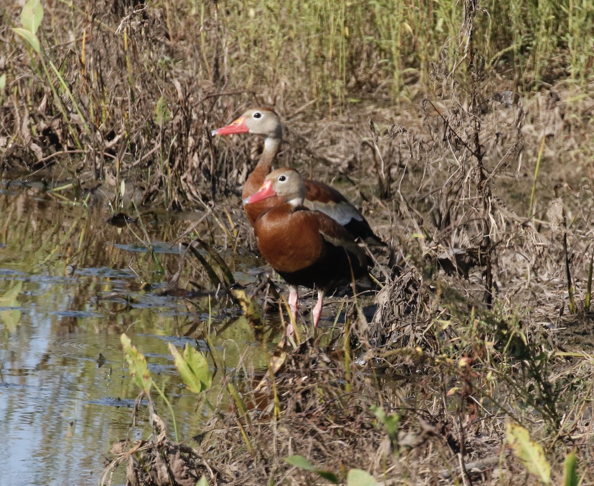 Black-bellied Whistling-Duck - ML621961192