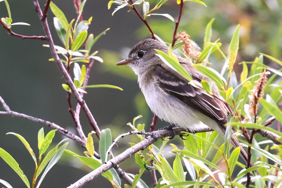 Alder Flycatcher - ML621961203