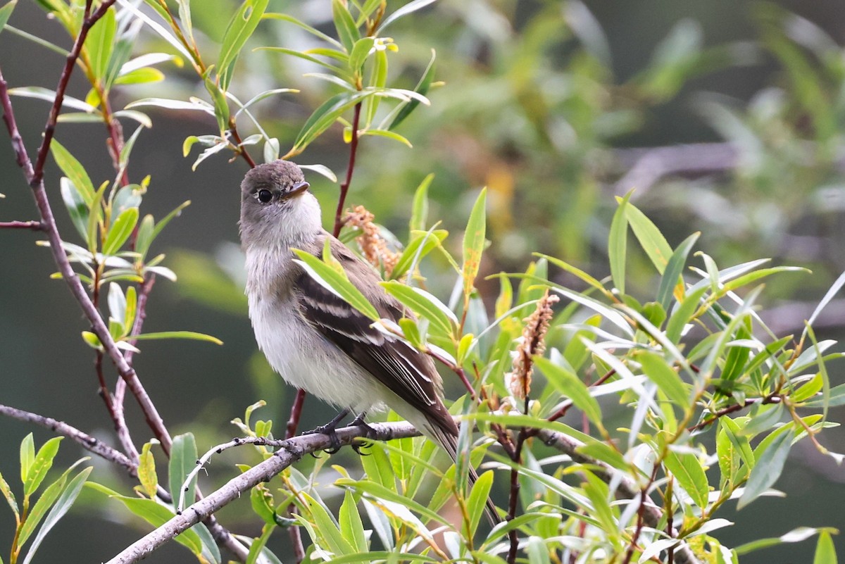 Alder Flycatcher - ML621961204