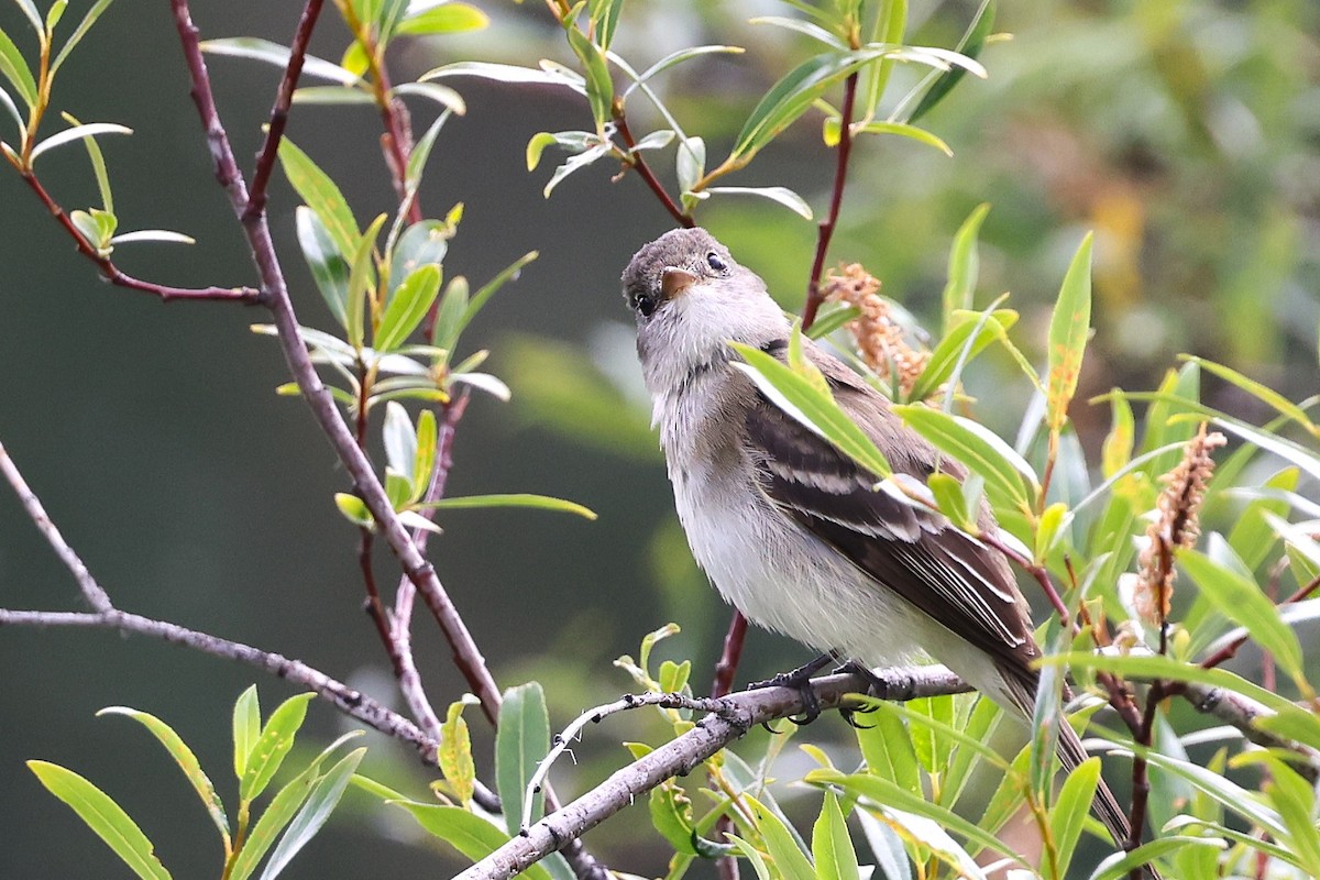 Alder Flycatcher - ML621961205