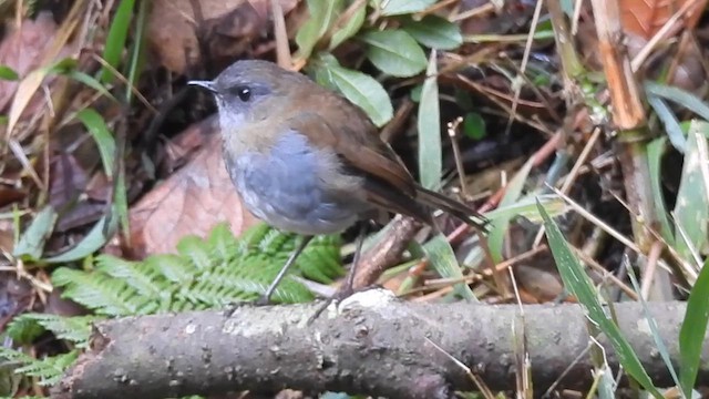 Black-billed Nightingale-Thrush - ML621961207