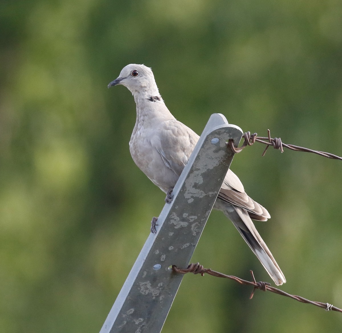 Eurasian Collared-Dove - ML621961208