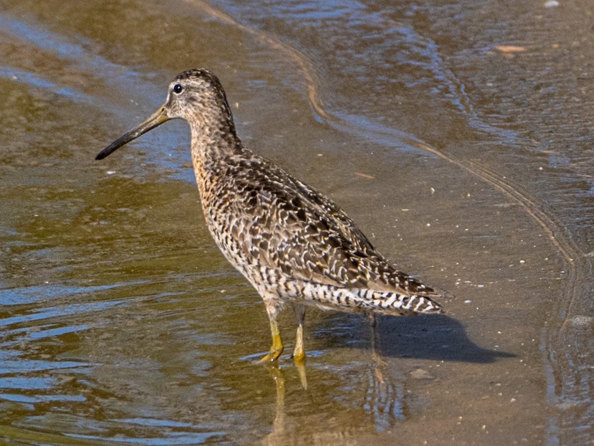 Long-billed Dowitcher - ML621961218