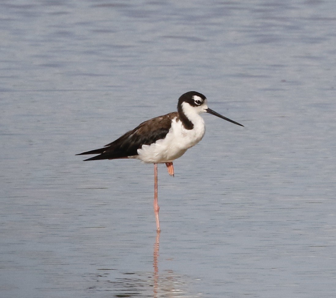 Black-necked Stilt - ML621961220