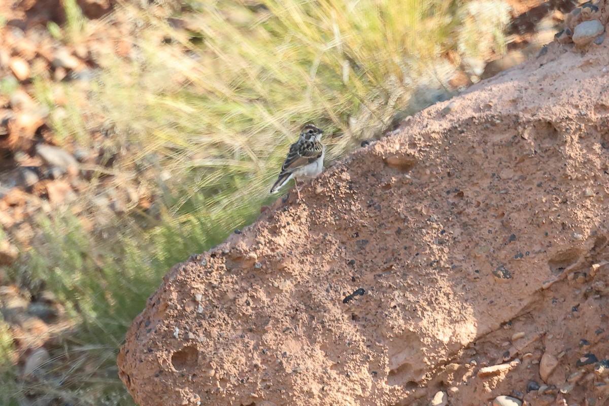 Vesper Sparrow - ML621961221