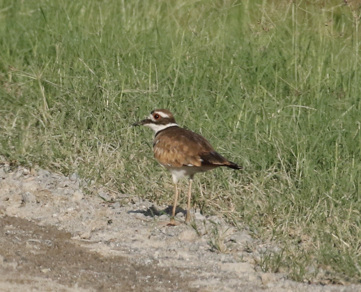 Killdeer - ML621961233