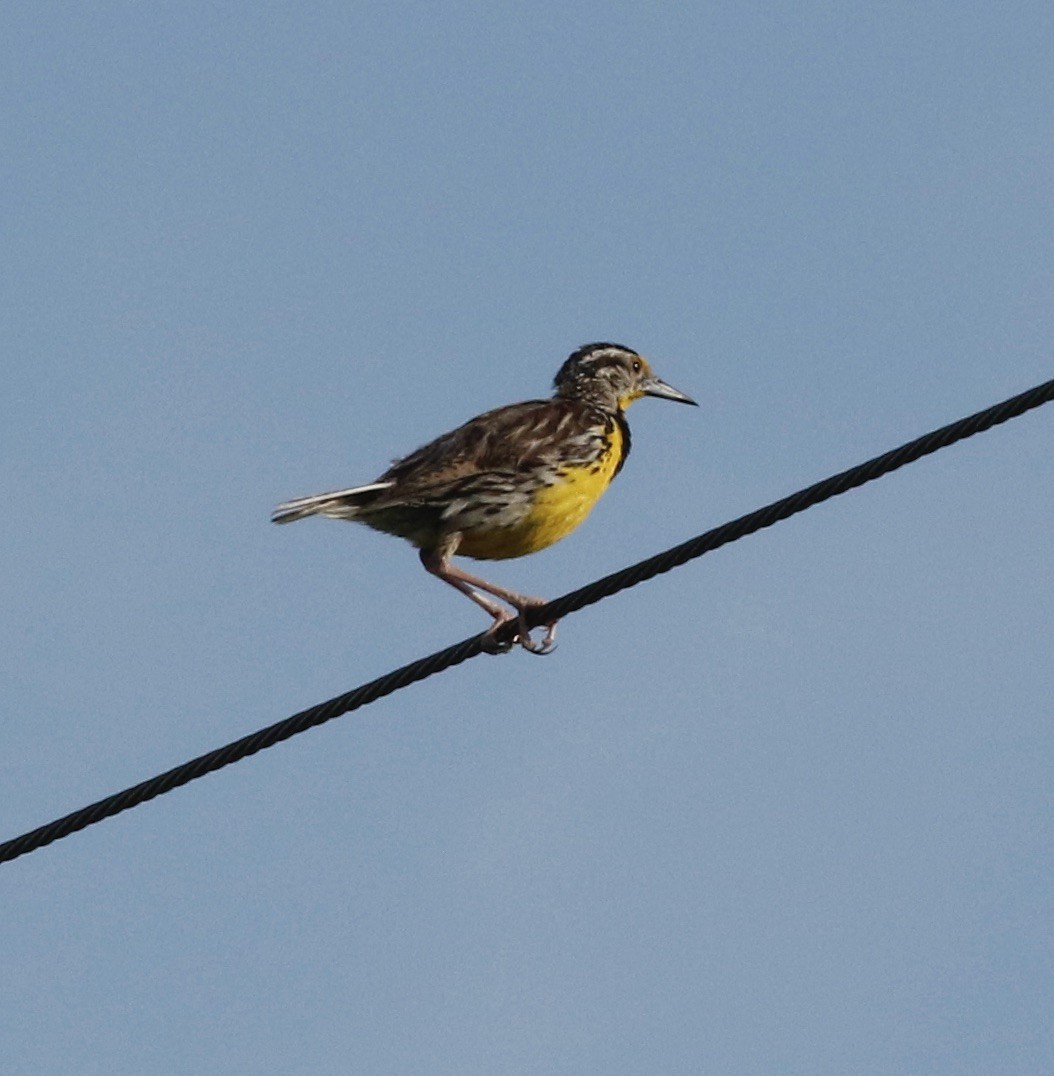 Eastern Meadowlark - ML621961250